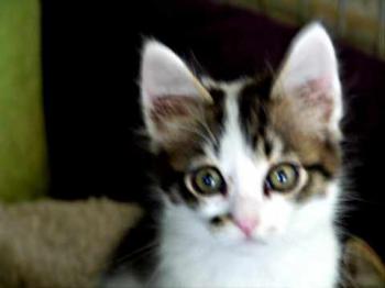 Suzette Bild von Suzette