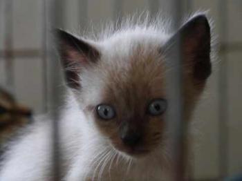 Bobo Bild von Bobo