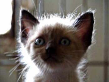 Bobo Bild von Bobo
