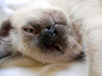 Bobo Bild von Bobo