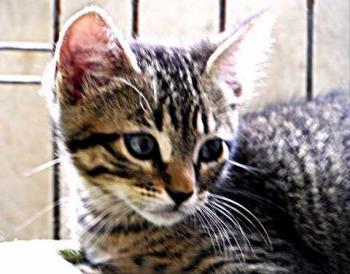 Yoschi Bild von Yoschi