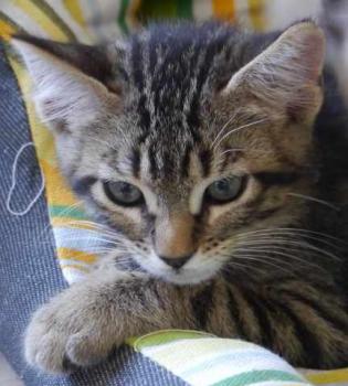 Yoschi Bild von Yoschi