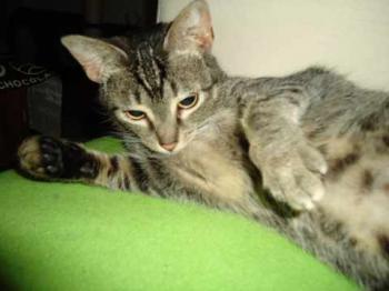 Bild von Samantha