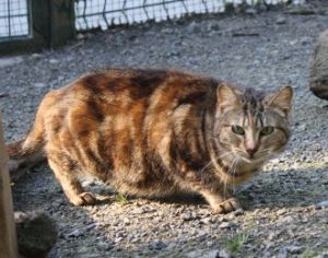 Fiona Bild von Fiona