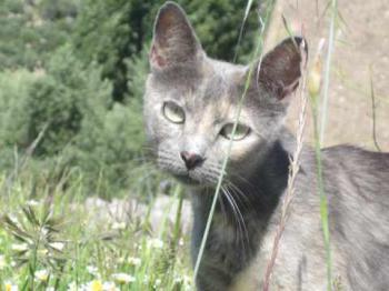 Bild von Aziza