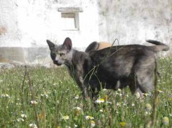 Bild von Aziza