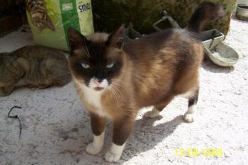 Brownie Bild von Brownie