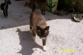 Brownie Bild von Brownie