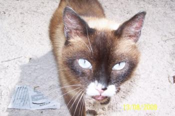 Brownie Bild von Brownie