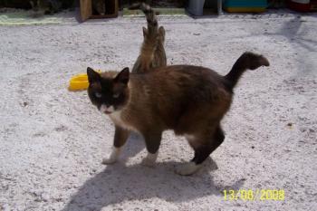 Brownie Bild von Brownie