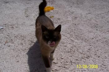 Brownie Bild von Brownie
