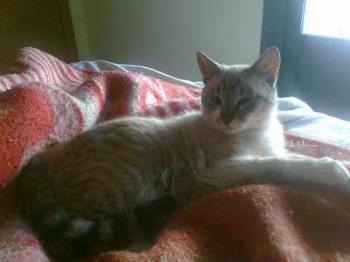 Muffin Bild von Muffin