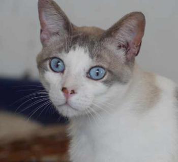Lulo Miki Bild von Lulo