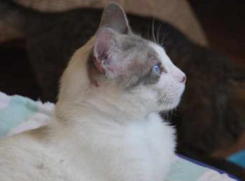 Lulo Miki Bild von Lulo