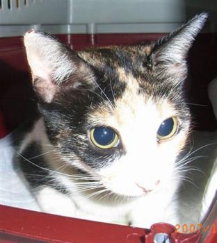 Mina Bild von Pitxina