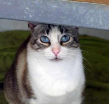 Bild von Sissi