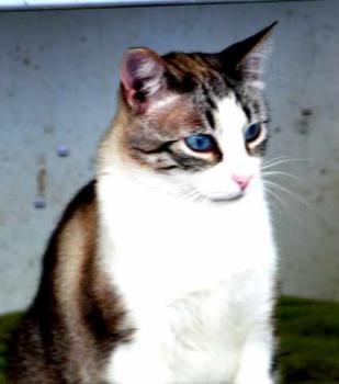 Bild von Sissi