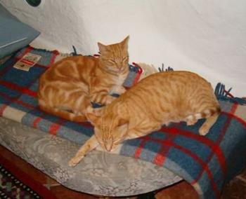 Bild von Sugar