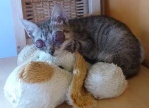 Bild von Dora