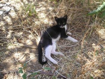 Blacko Bild von Blacko