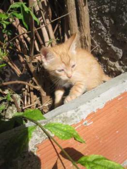 Chimo Bild von Chimo