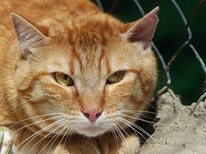 Felix Bild von Felix
