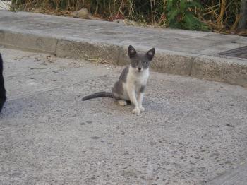 Katty Bild von Katty