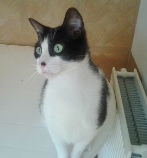 Bruce Bild von Bruce