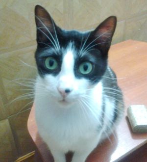 Bruce Bild von Bruce