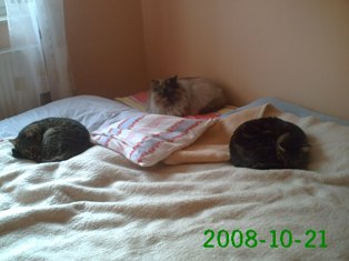 Gordo Bild von Gordo