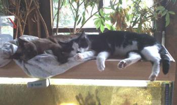 O´Hara und Addi Bild von O`Hara