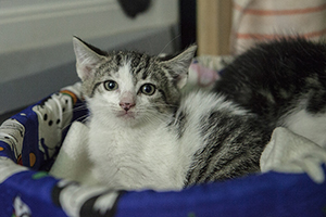 Neska Bild von Neska