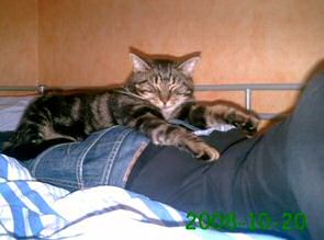 Samson Bild von Gordo