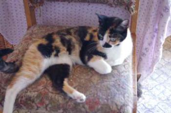 Mazurca Bild von Mazurca