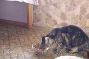 Bild von Nala