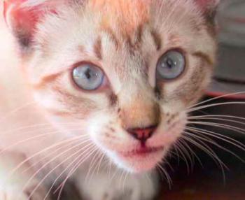 Minou Bild von Minou