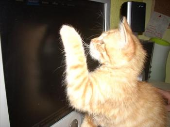 Tigre Bild von Tigre