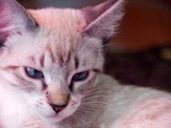Minou Bild von Minou