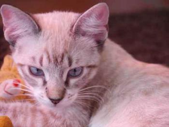 Minou Bild von Minou