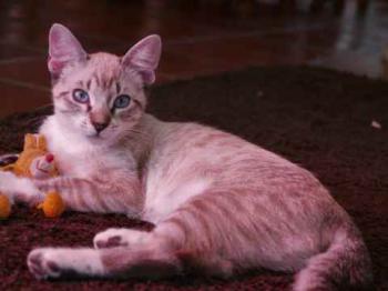 Minou Bild von Minou