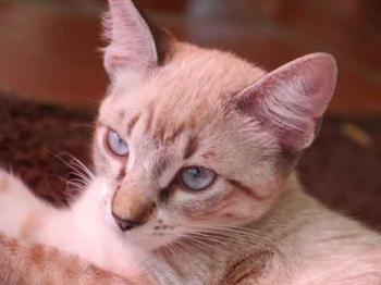Minou Bild von Minou