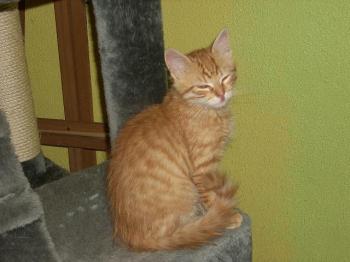 Tigre Bild von Tigre