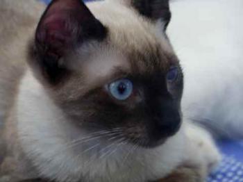 Layla Bild von Layla