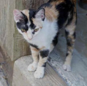Kitty Bild von Kitty