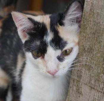 Kitty Bild von Kitty