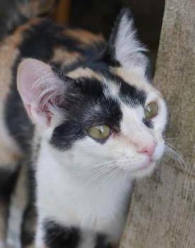 Kitty Bild von Kitty