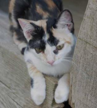 Kitty Bild von Kitty