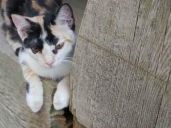 Kitty Bild von Kitty