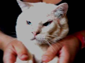 Sir William Bild von Sir William