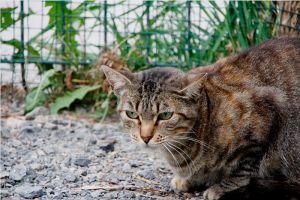 Tanita Bild von Tanita